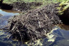 Image of a beaver lodge in water