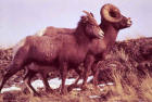 Photo of a bighorn sheep pair