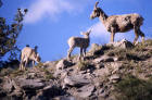 Picture of a group of bighorn sheep ewe and lambs