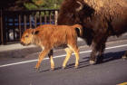 Photograph of a bison with calf on bridge