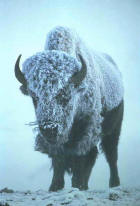 Image of a bison in snow