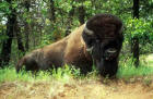 Picture of a bison sitting under trees