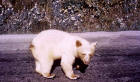 Picture 4: Albino black bear