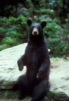 Picture 3: black bear 
