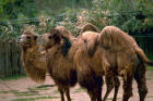 Picture of camels