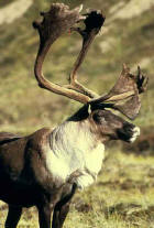  Picture 2: close up of caribou bull