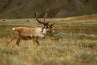  Picture 4: caribou