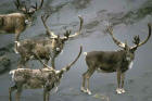  Picture 5: caribou bulls in velvet