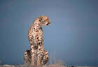 Picture of cheetah