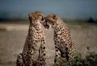 Image of a pair of cheetahs