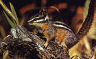 Picture of chipmunk