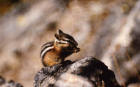 Picture of chipmunk