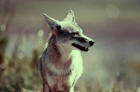 Picture 5 : close up of coyote