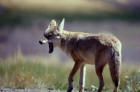 Picture 9 : coyote