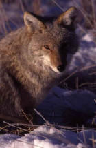 Picture 1 : coyote in winter