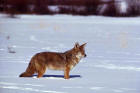 Picture  2: coyote in snow