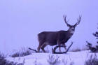 Picture of mule deer buck in snow 