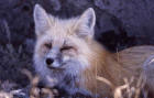 Front view of a red fox