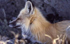 Side view of a red fox