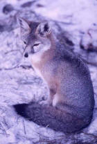 Image of Kit fox