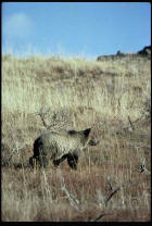 Picture of  a grizzly Bear 