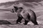 Picture of a grizzly bear at Trout Creek 