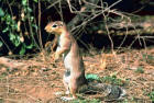 picture of african ground squirrel