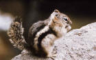 picture of golden mentled ground squirrel