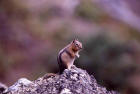 picture of mentled ground squirrel