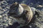 picture of ground squirrel