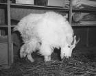 Image of a domesticated mountain goat in an enclosure