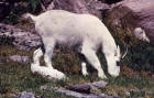 Picture of a mountain goat grazing