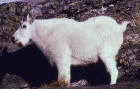 Picture of a mountain goat on its knees
