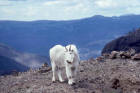 Photograph of a mountain goat in Thunderer Nathan Valley