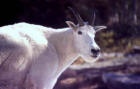 Image of a mountain goat