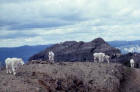 Image of a group of mountain goats
