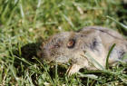 Image of a pocket gopher in grass