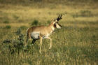 Picture 7: pronghorn antelope 