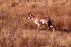 Picture 8: pronghorn antelope buck