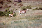 Picture 6: pronghorn antelope doe and kid