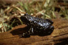 Image of a black toad