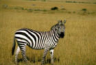 Picture of Grant's zebra in the field