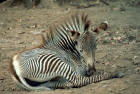Image of Grevy's zebra sitting