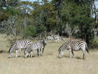 Picture of zebras grazing
