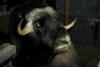 Photo of Bull Musk Ox