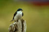 picture of bird (Tree swallow)