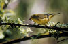 picture of bird (Warbler)