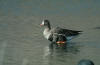 picture of bird (White-fronted Goose)