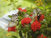 butterfly  picture-12