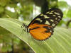 butterfly  picture-7